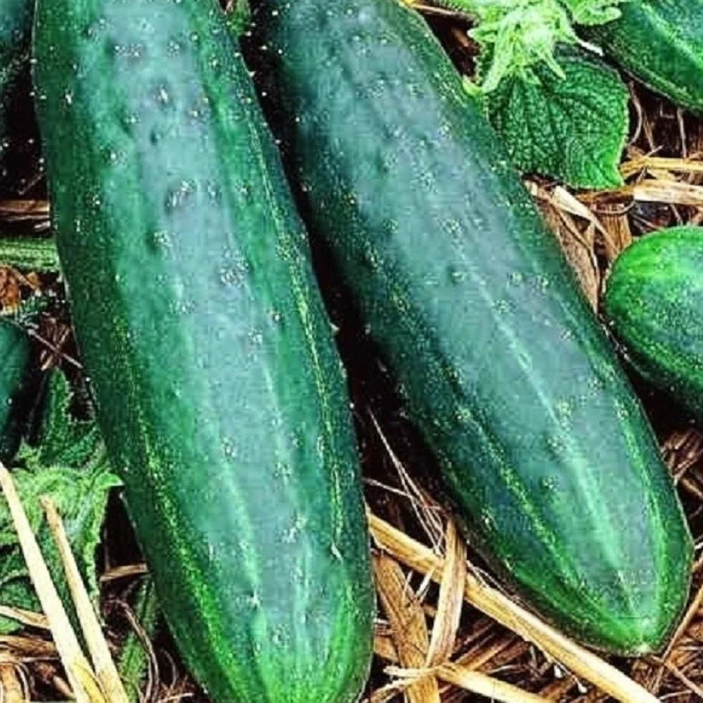 Cucumber Seeds 80 Count Non-GMO Heirloom Spacemaster Cucumis sativus for Container Gardening