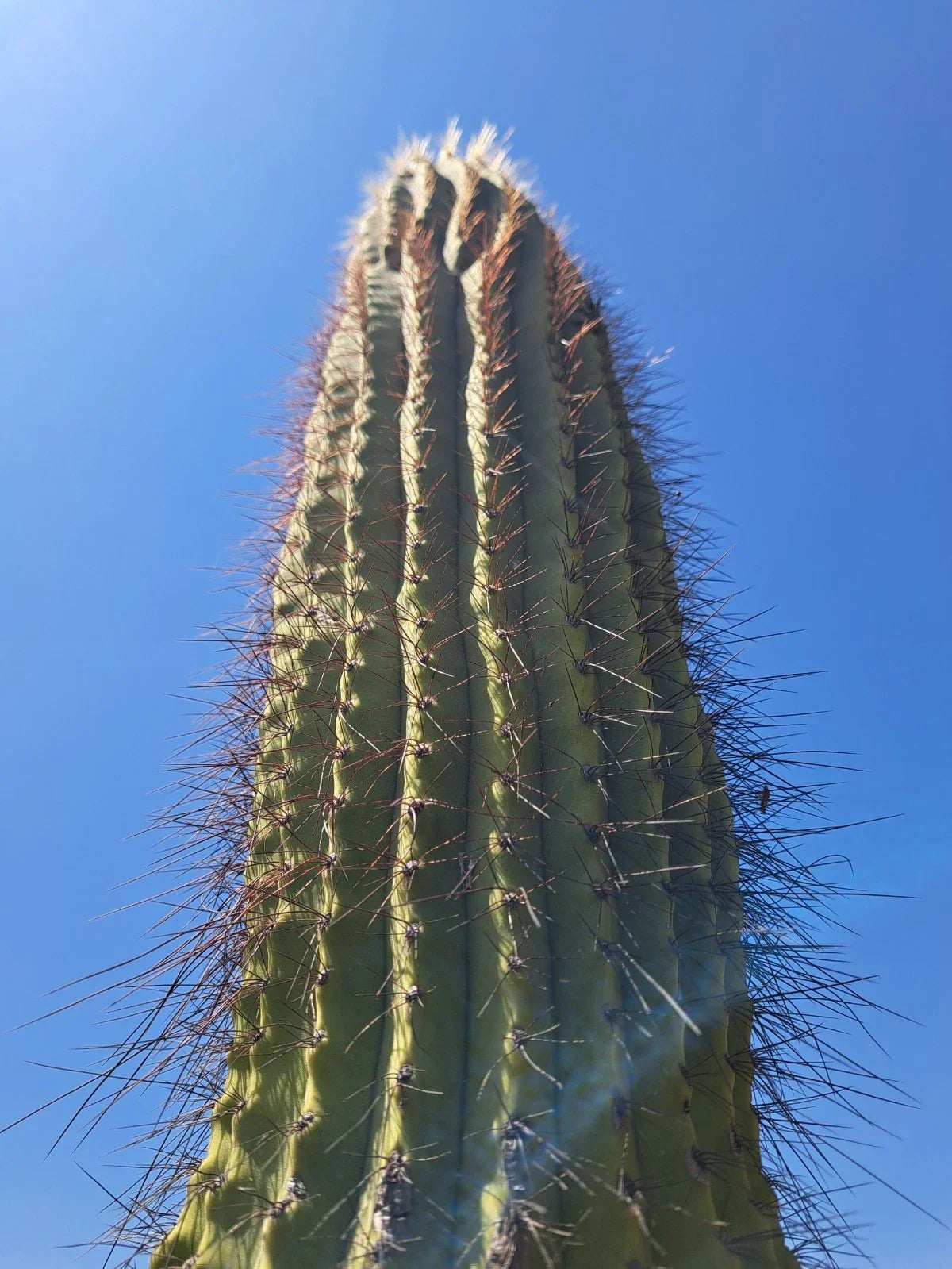 Cereus Leucostele Atacamensis Cactus Cutting – 11-Inch Succulent for Indoor & Outdoor Drought-Resistant Garden