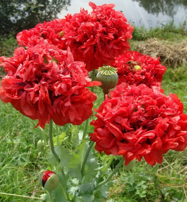 Red Double Poppy Seeds - 200+ Count - Papaver somniferum - USA Grown