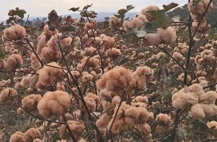 Brown Cotton Seeds - 25 Pack Gossypium for Indoor & Outdoor Gardening, Non-GMO, USA Seller