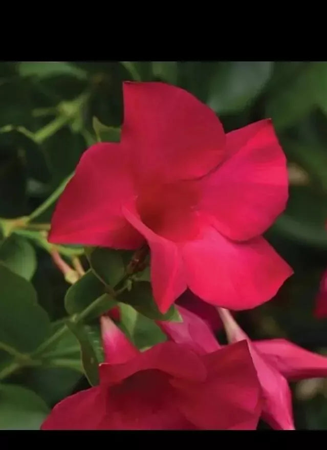 Mandevilla Tourmaline Fuchsia Live Plant Plug – Climbing Vine for Garden, Patio, or Landscape Design