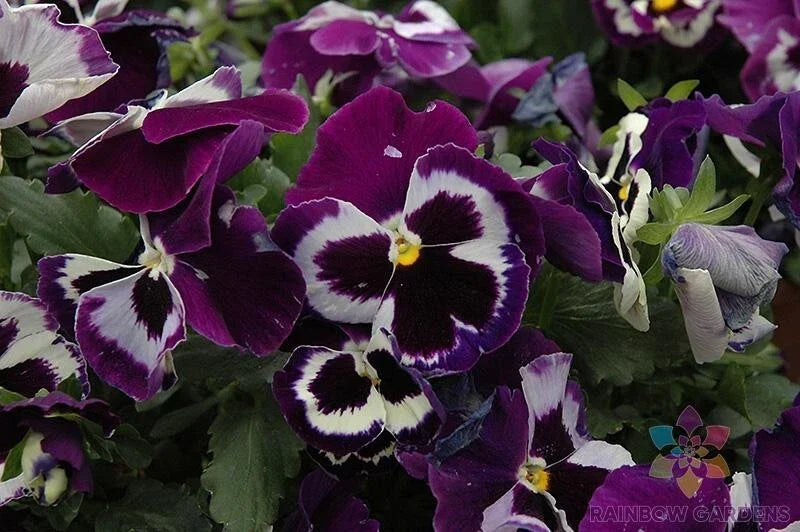 Viva La Violet Pansy Seeds - 200+ Count - USA Grown Viola Flowers for Garden
