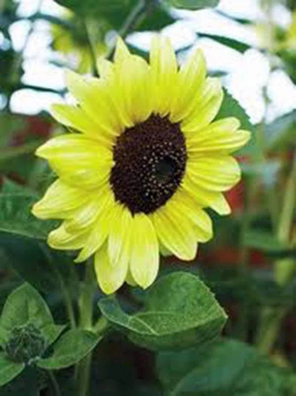 Sunflower Seeds - Lemon Queen Variety - 20+ Seeds - Large Colorful Blooms - Helianthus annuus