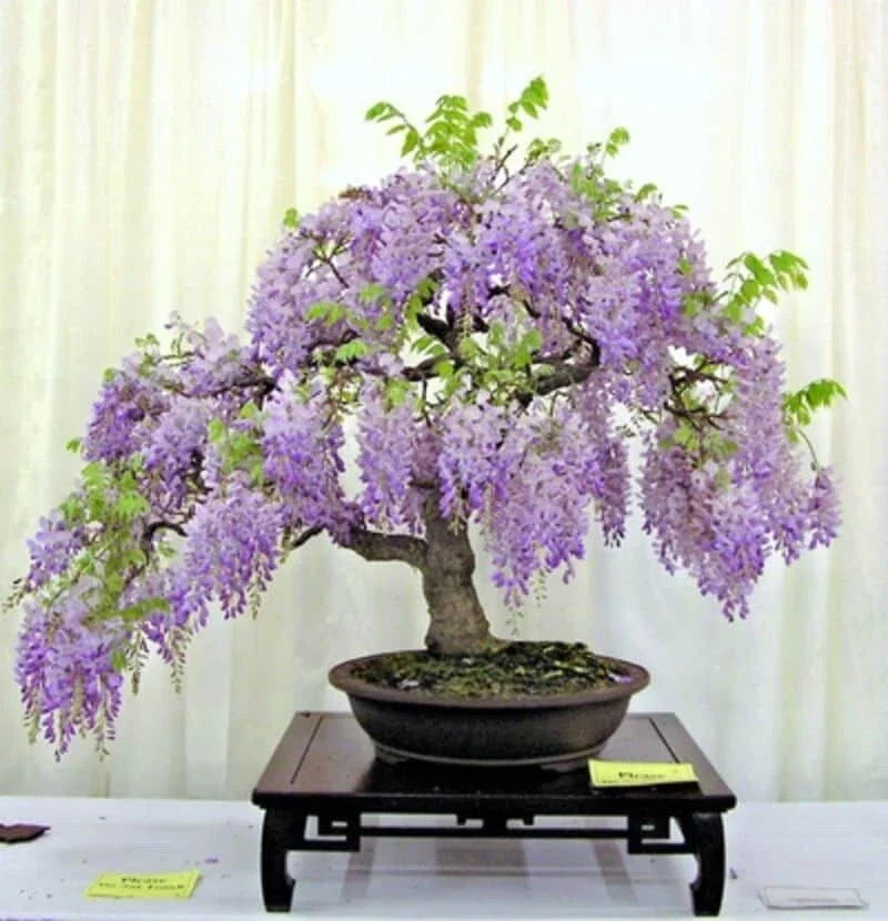 Purple Chinese Wisteria Seedling Live Plant - 3+ Years Old, Wisteria sinensis, Climbing Vine for Garden, Fragrant Blooms