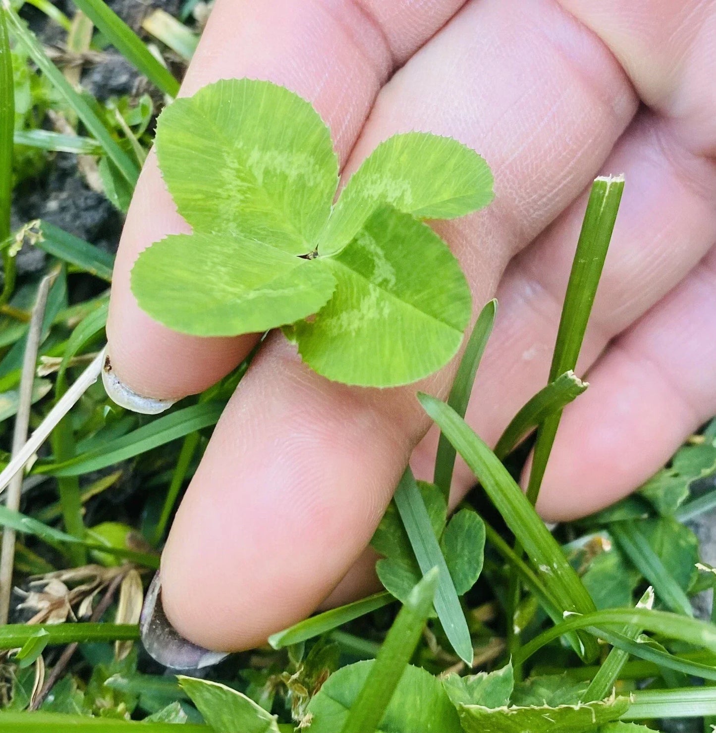 Rare 4 Leaf Clover Plant - Hand-Picked Lucky Charm - Trifolium repens - Dried & Preserved, Perfect Gift & Home Decor