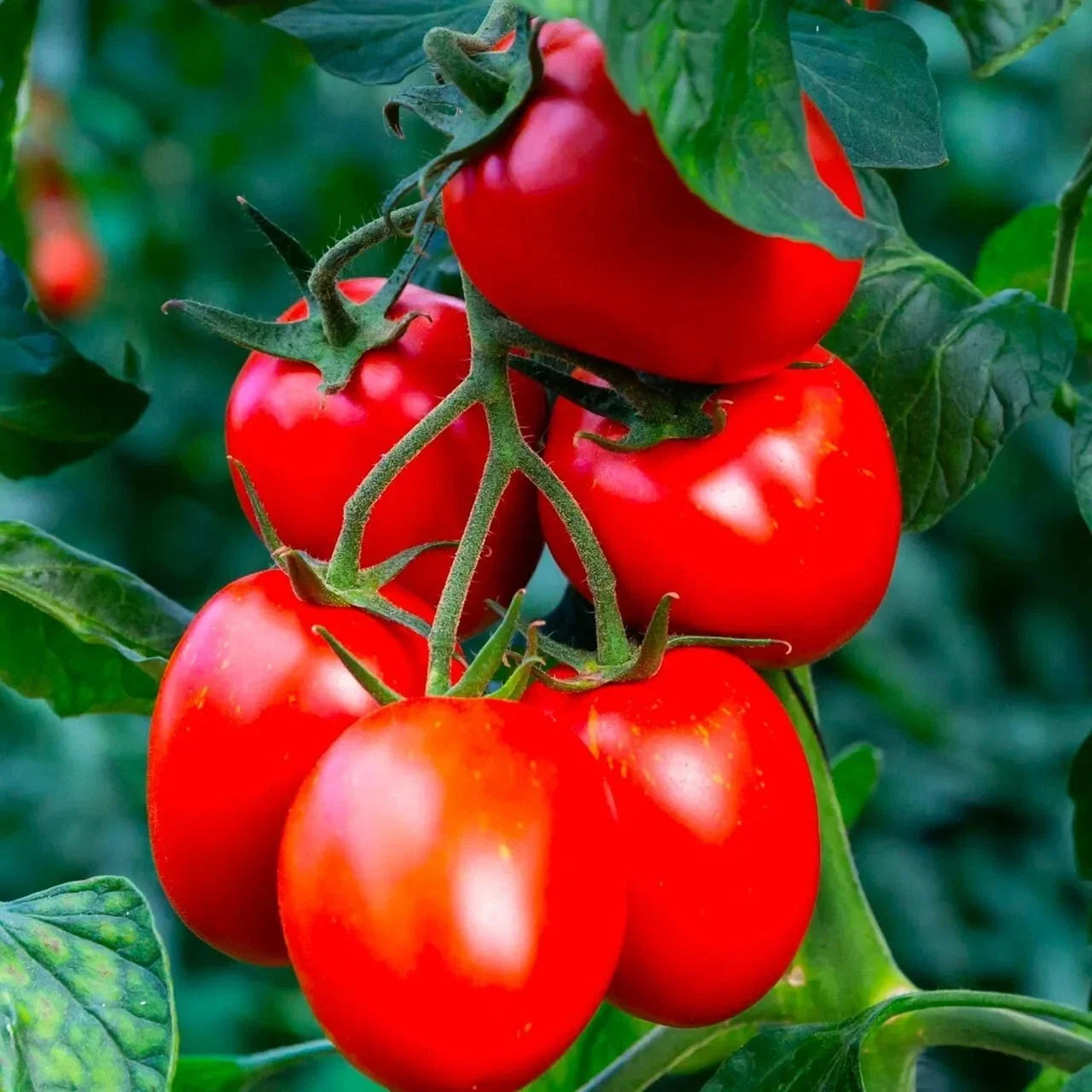 Rio Grande Tomato Seeds - Organic Heirloom Non-GMO, Juicy Solanum lycopersicum, Home Garden, 120+ Seeds