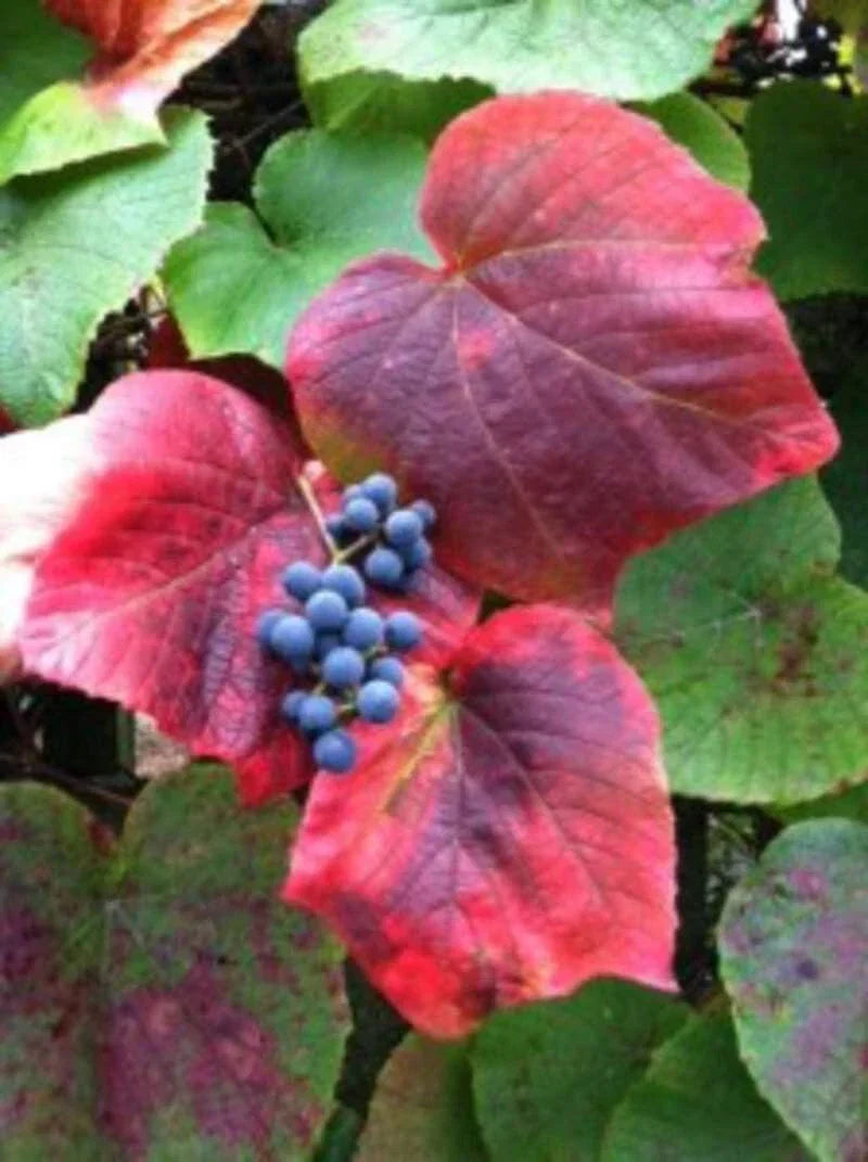 Vine Seeds for Planting - Climbing Wall and Fence Variety - Vitis vinifera