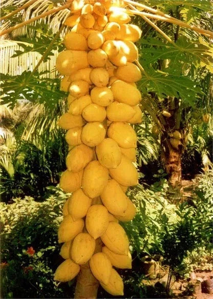 Yellow Mexican Papaya Seeds - 25+ Pack - Carica papaya - USA Grown