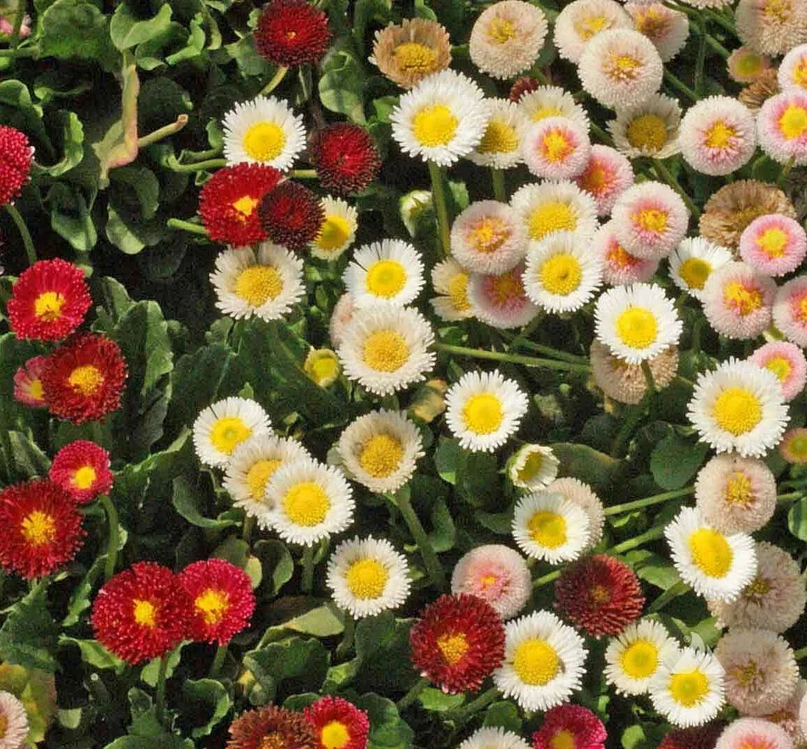 English Daisy Wildflower Seeds Bellis perennis Non-GMO Heirloom Easy to Grow for Gardens & Pollinators