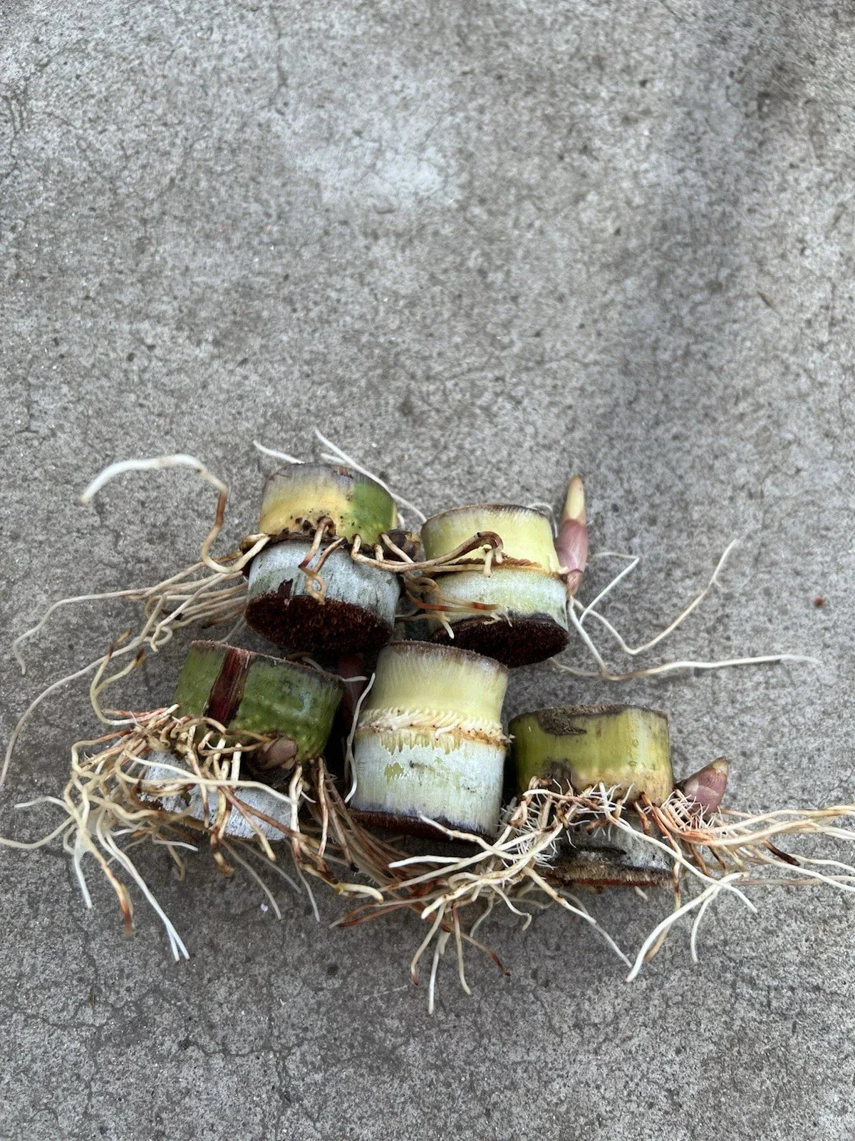 Rooted Sugarcane Cuttings 5pcs, Saccharum officinarum, Tropical Juicy Plant for Garden or Farm
