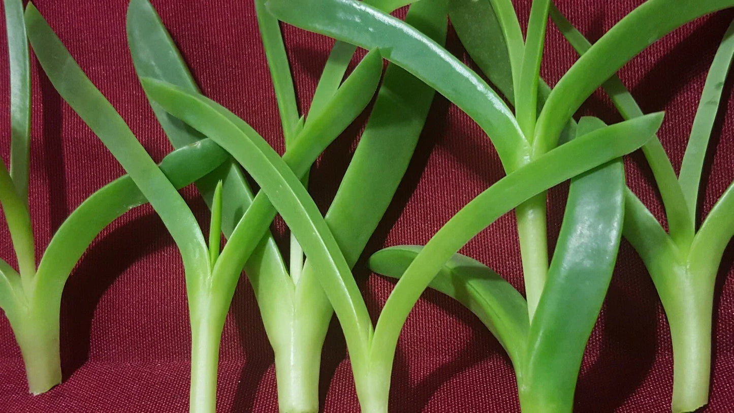 Live Ice Plant Cuttings - Delosperma Coastal Pig Face Succulent - Drought-Tolerant Ground Cover for Gardens & Containers