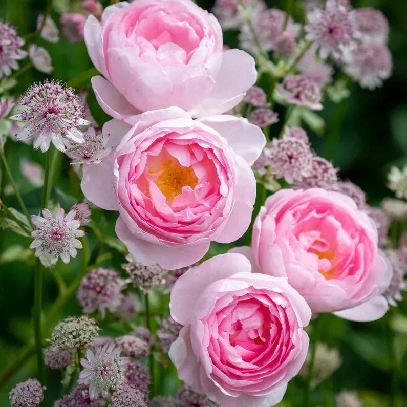 David Austin Scepter'd Isle Rose Cuttings - 5-8 Inch Unrooted Propagation Stems - English Rose Rosa 'Scepter'd Isle'