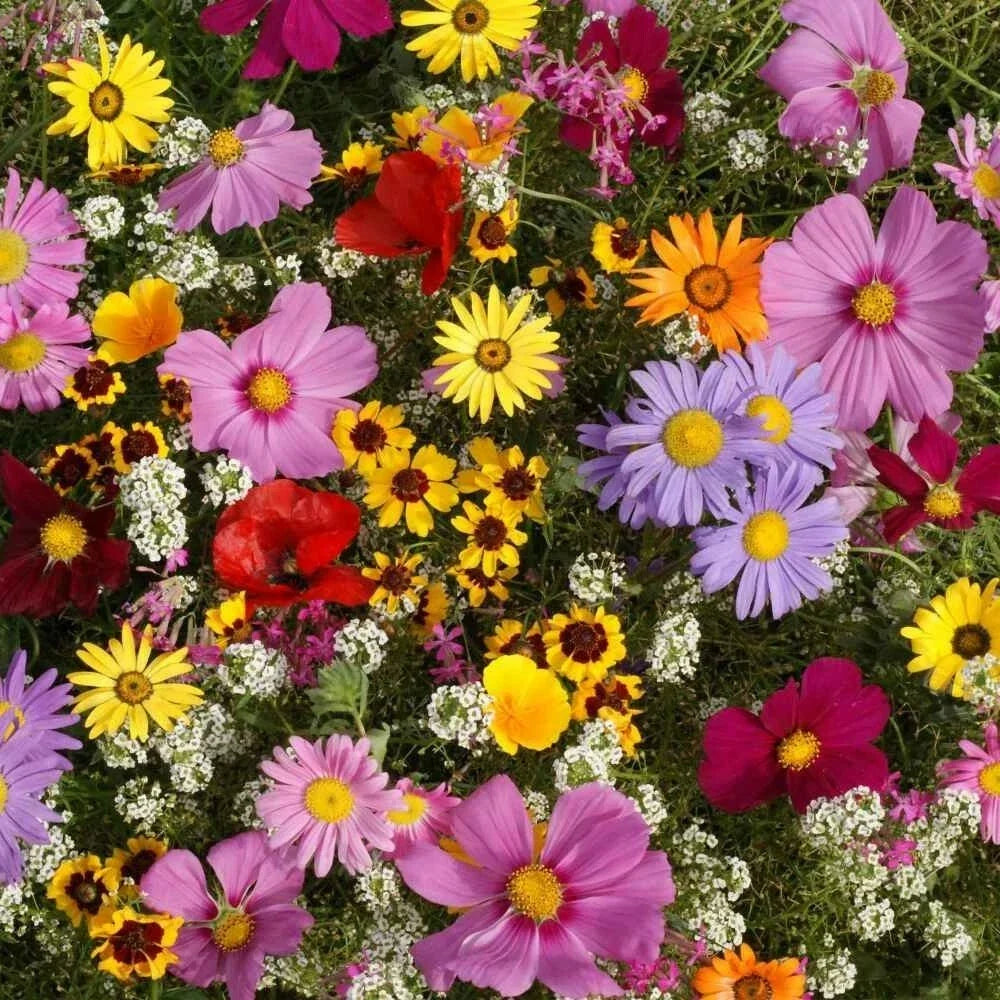 Annual Wildflower Seed Mix - 19 Varieties Full Sun Blooming Flowers Native & Non-Native Species