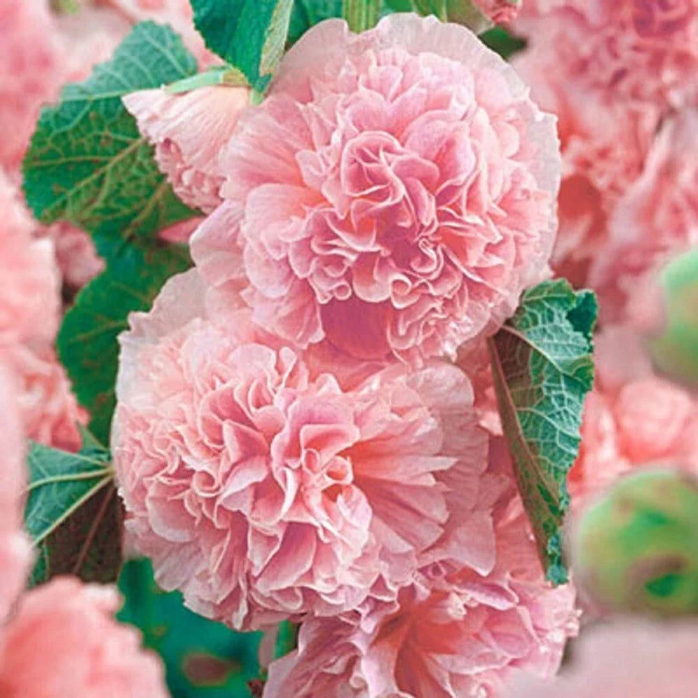 Double Pink Hollyhock Seeds - Perennial Flower Seeds for Borders & Cottage Gardens - Alcea rosea, 25 Seeds