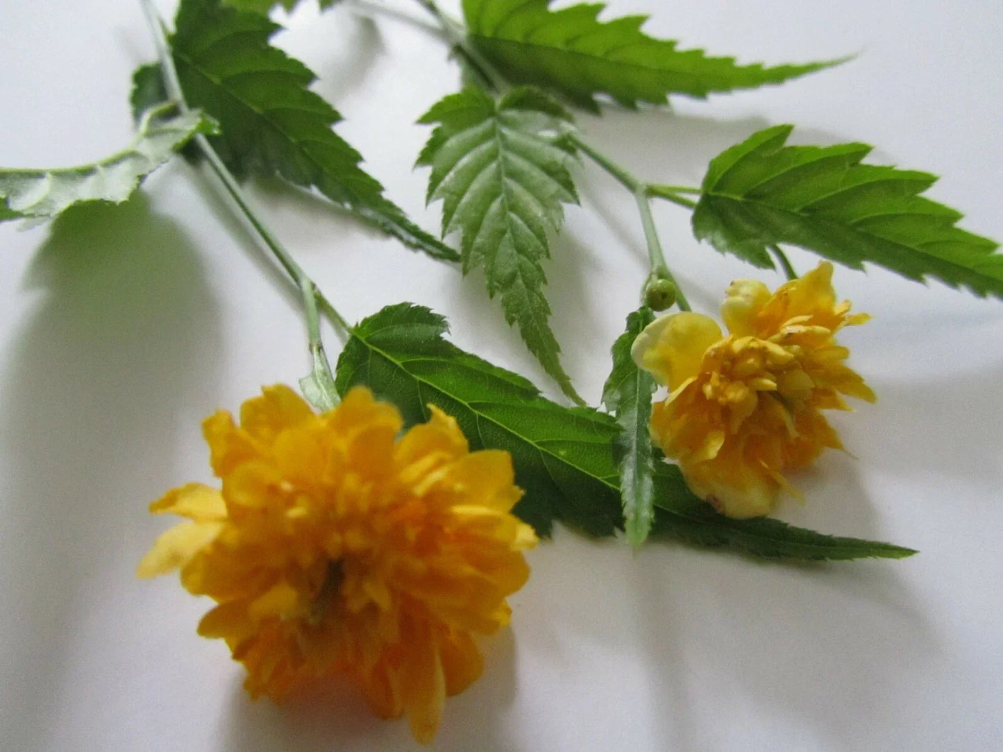 Double Flowering Kerria japonica Cuttings – 7+ Fresh Jew's Mantle Planting Material for Gardens