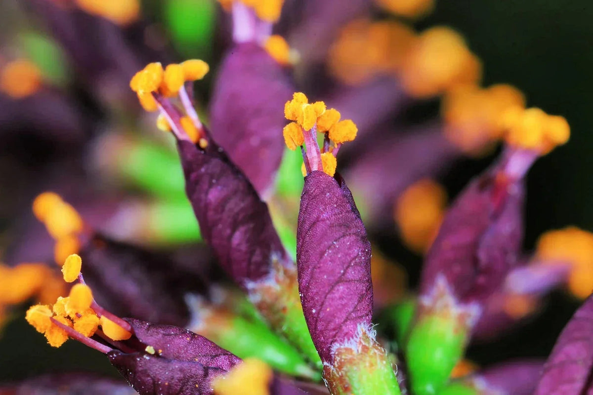 False Indigo Bush Seeds - 100 Amorpha fruticosa Seeds for Gardens & Landscaping