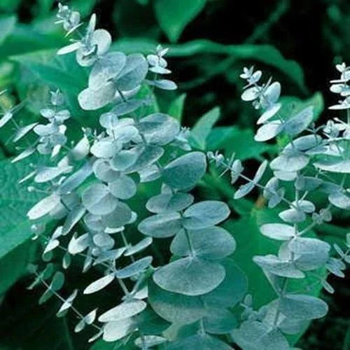 Eucalyptus Seeds for Planting 50 Seeds - Eucalyptus globulus for Cut Flowers and Decor