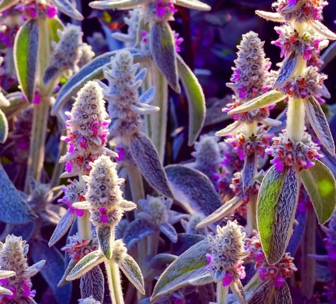 Lamb's Ear Seeds - 100+ Byzantina Variety - Stachys byzantina - USA Grown