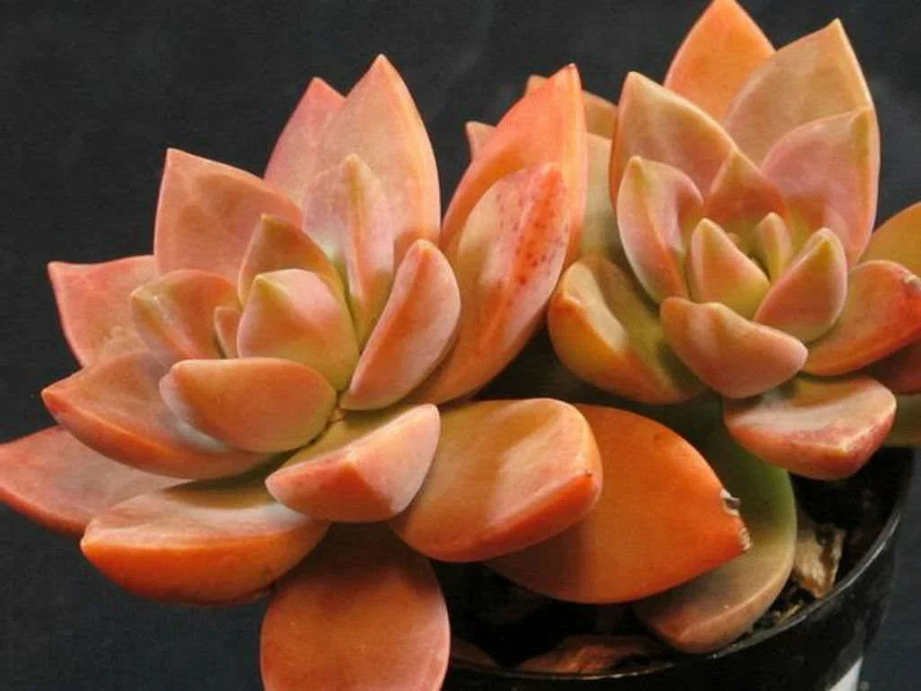GraptoSedum California Sunset Succulent Plant 4-Inch Pot Colorful Foliage Indoor Outdoor Low Maintenance