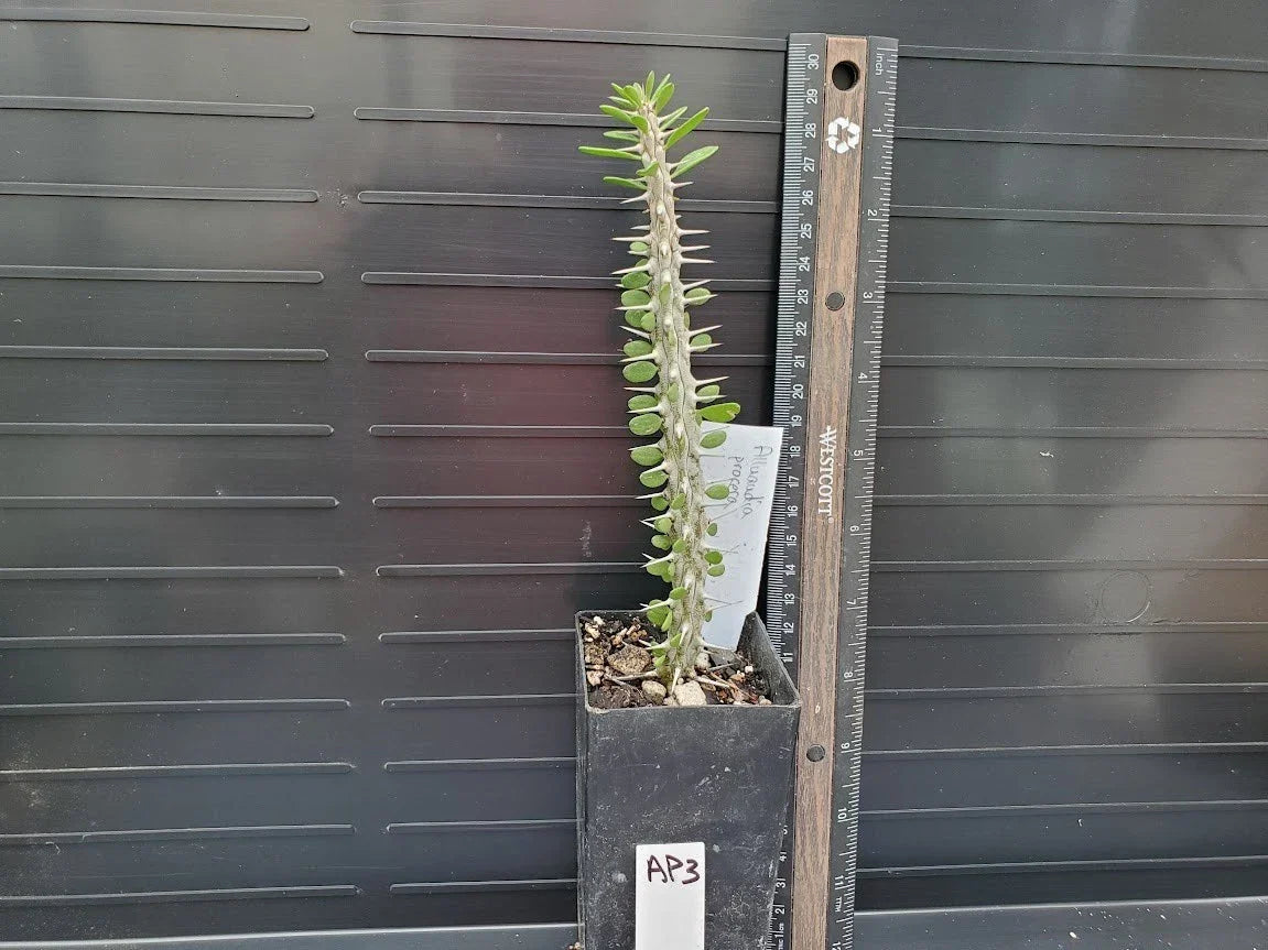 Alluaudia procera Madagascar Succulent Plant - Drought-Tolerant, Spiny Upright Cactus in 4-Inch Pot
