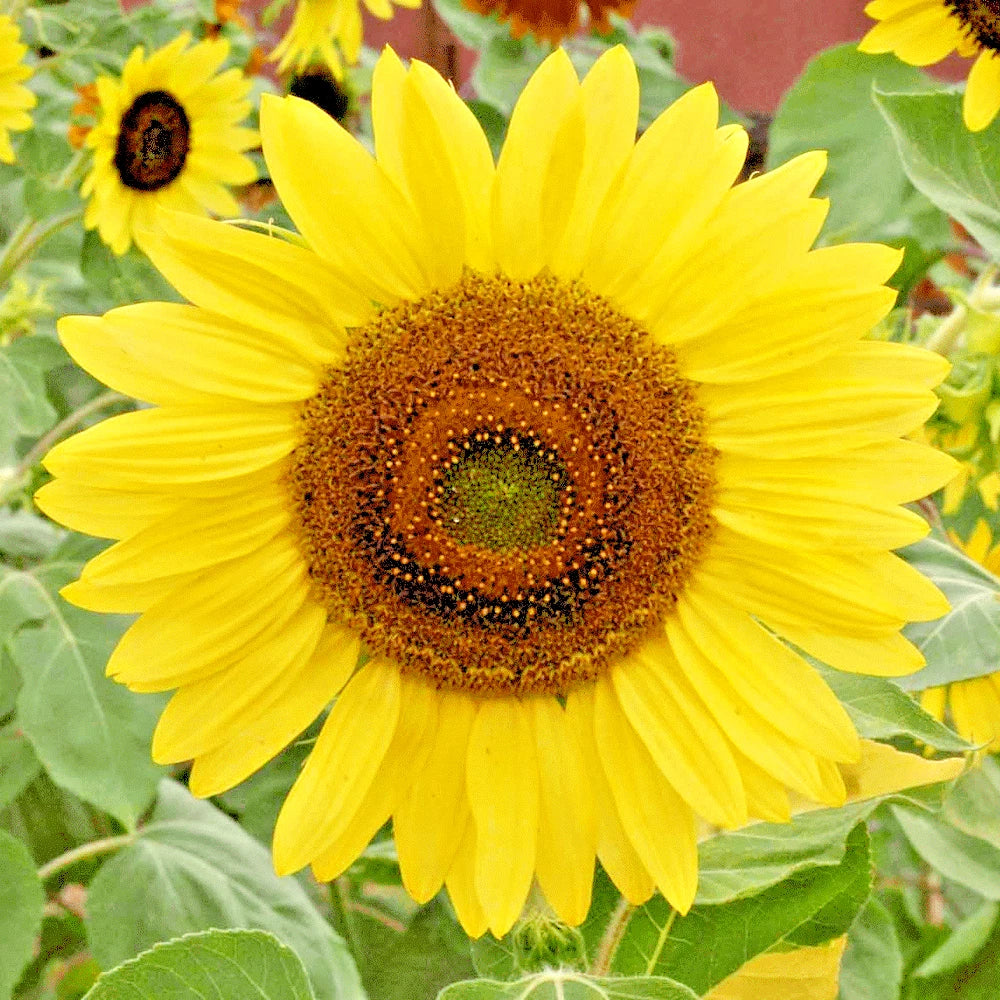 Lemon Queen Sunflower Seeds - 51+ Native Wildflower Seeds for Summer Garden - Helianthus annuus