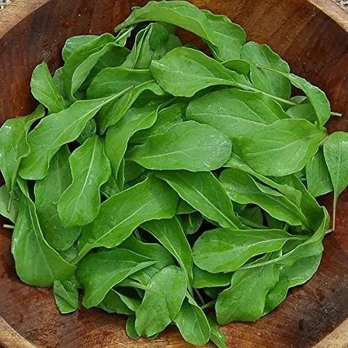 Arugula Seeds 500+ Heirloom Organic Non-GMO Eruca sativa for Fresh Salad Greens, Leafy Annual Seed Packet
