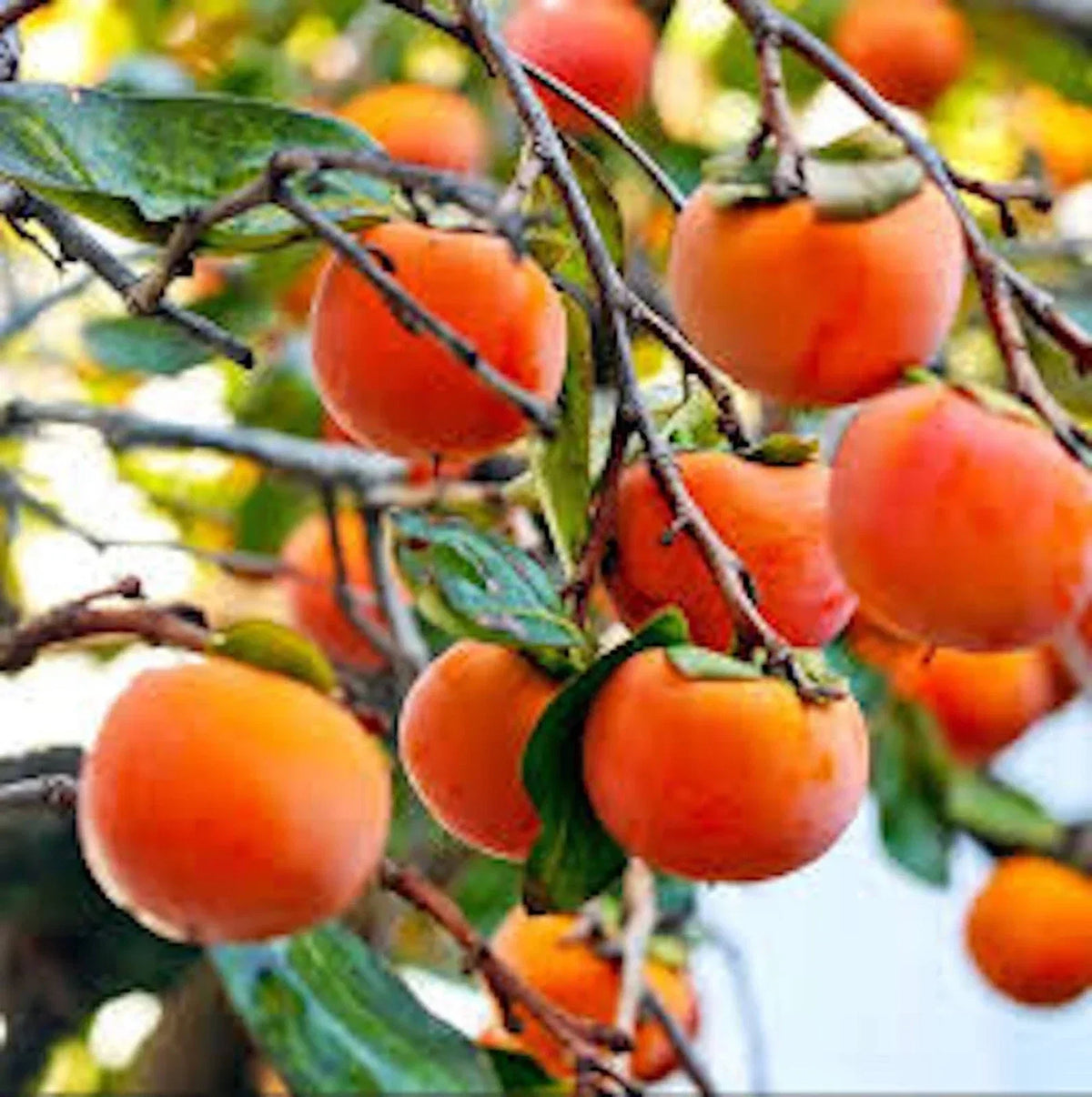 Live American Persimmon Tree 12-24in Diospyros virginiana Bare Root Deciduous Fruit Tree