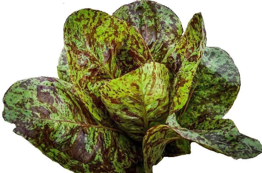 Romaine Freckles Lettuce Seeds - 195 Seeds for Salad Greens - Heirloom Lactuca sativa - Full Sun Annual Garden Seed