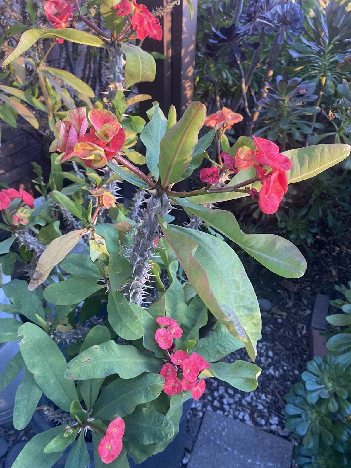 Crown of Thorns Cutting 5 Inch Marble Red & Yellow Euphorbia milii Succulent Plant Cutting for Indoor & Outdoor Gardens