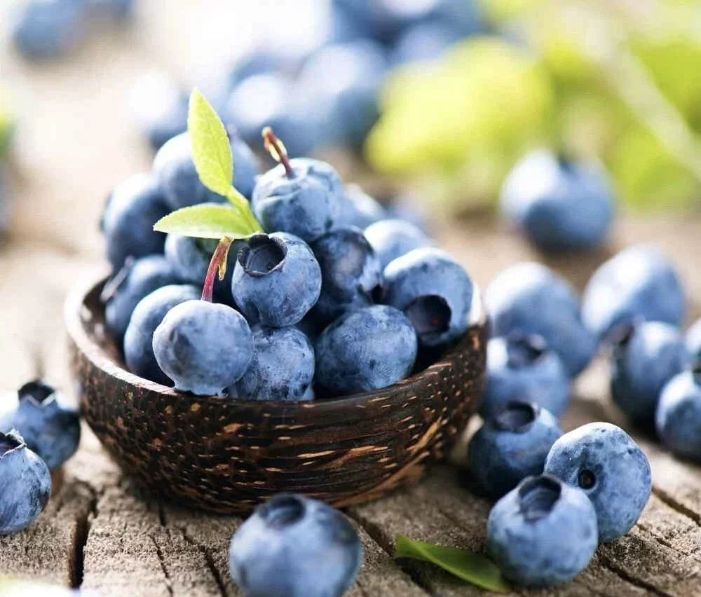 Blueberry Seeds 100+ Pack | Vaccinium corymbosum Highbush Fruit Seeds for Home Garden