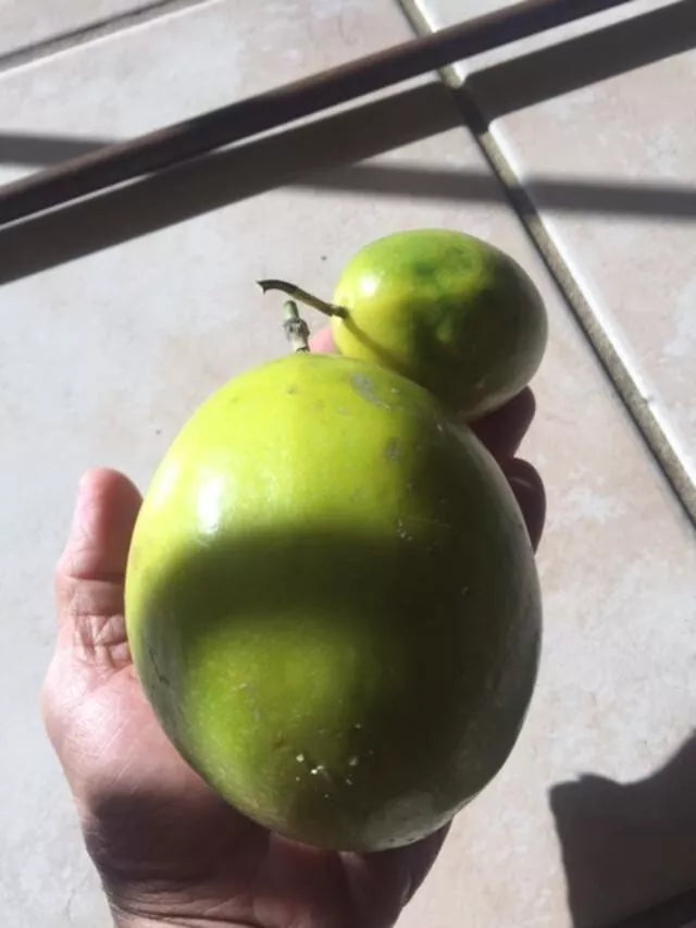 Organic Passionfruit Seedling 7-10" Yellow Lilikoi Passiflora edulis flavicarpa Live Plant for Garden or Indoor