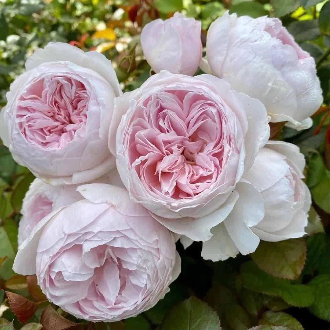 Floribunda Rose Cuttings - 3 Unrooted Earth Angel Rosa 'Earth Angel' 6" Fresh Propagation Plants