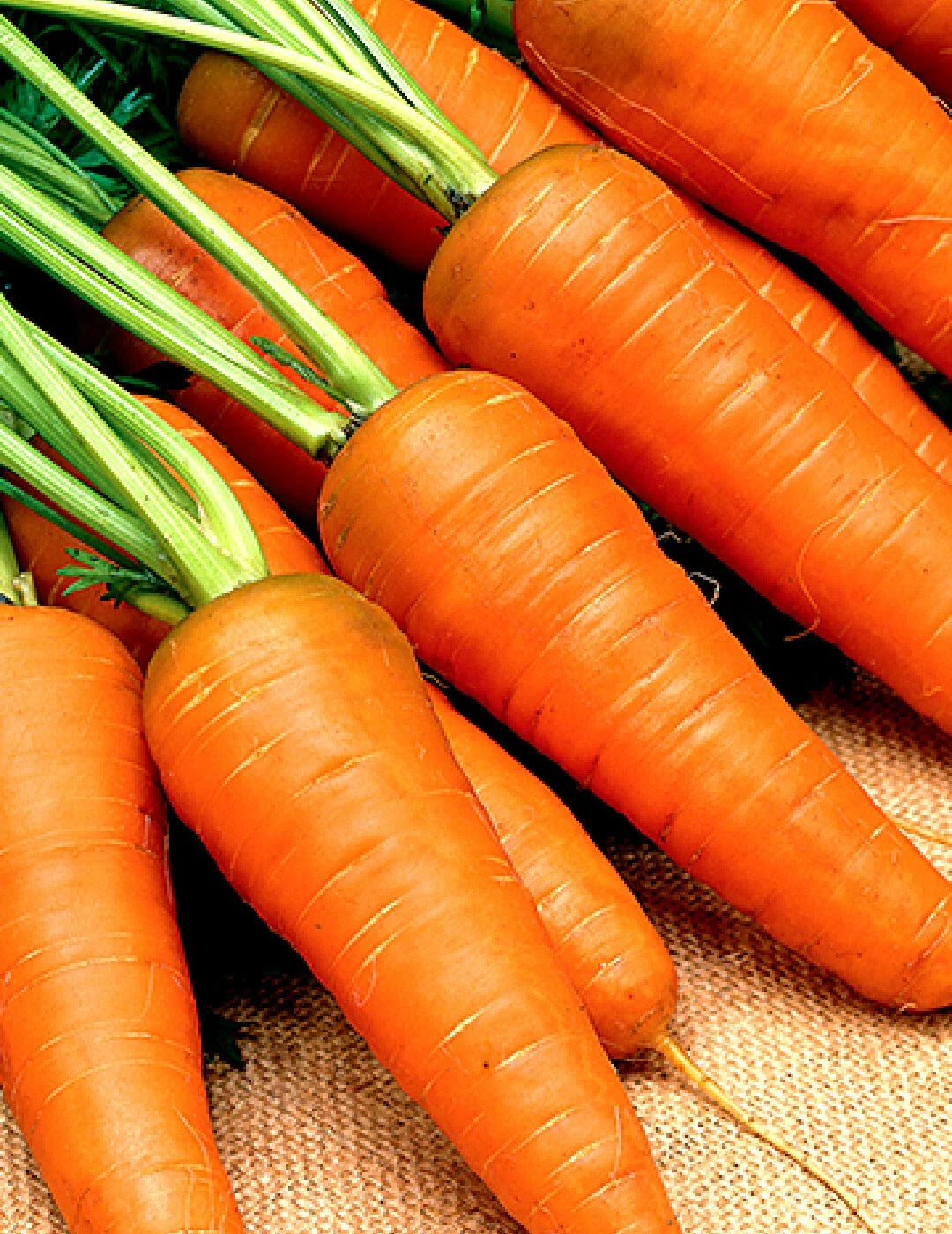 Chantenay Red Cored Carrot Seeds 1000+ Non-GMO Vegetable Garden Seeds for Planting - Daucus carota