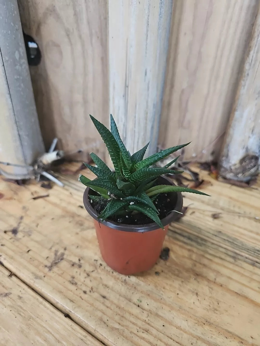 Haworthia Limifolia Live Plant - Rare Succulent Cactus - Indoor Green Houseplant - Unique Drought-Tolerant Decor