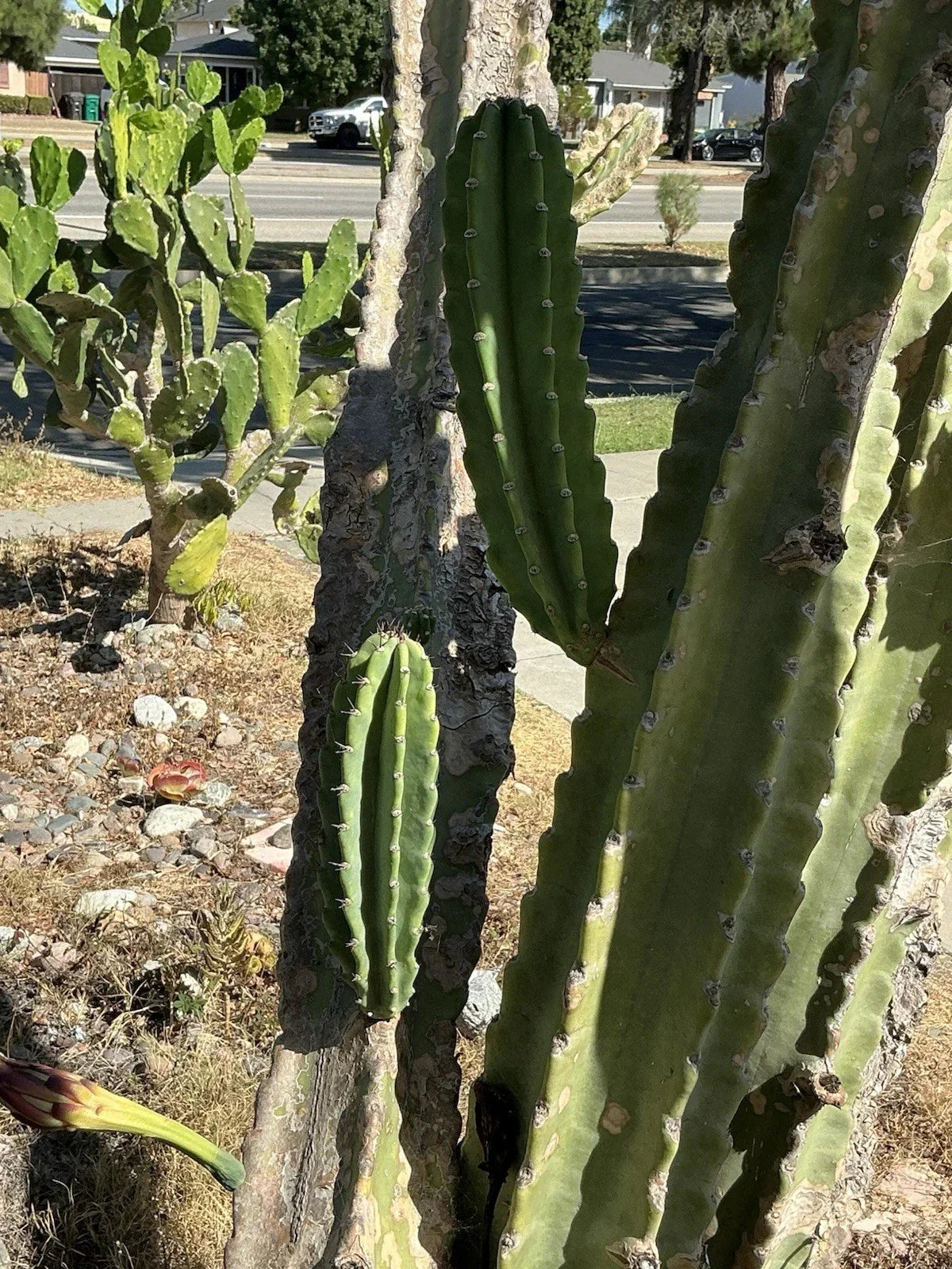 Lot of 2 Peruvian Apple Cereus Cactus Cuttings, No Roots, 14" & 11" Tall, Cereus peruvianus, Drought-Tolerant Indoor Outdoor Plant