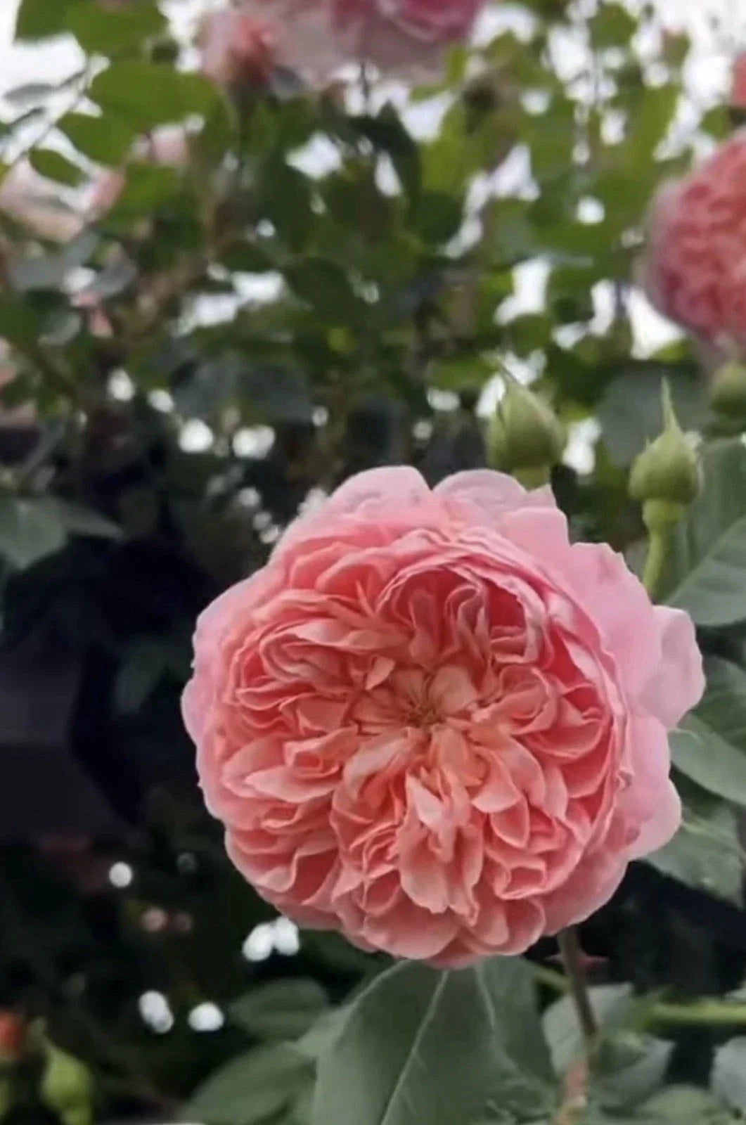 Pink Climbing Rose Cuttings - 3 Unrooted 6" Rosa 'Colette' for Garden, Trellis, Fence, Fragrant Blooms