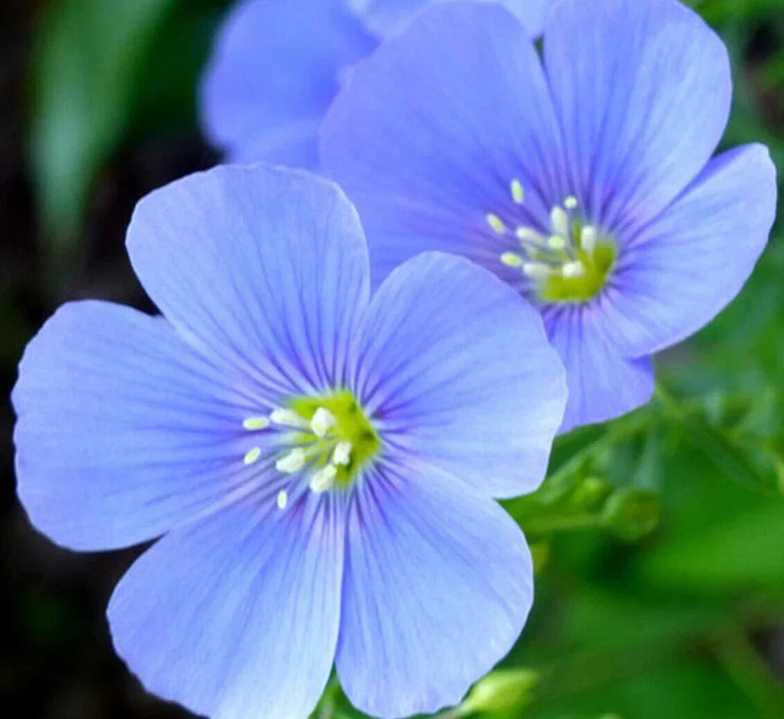 Blue Flax Flower Seeds 1000+ Perennial Wildflower (Linum perenne) - Free Shipping