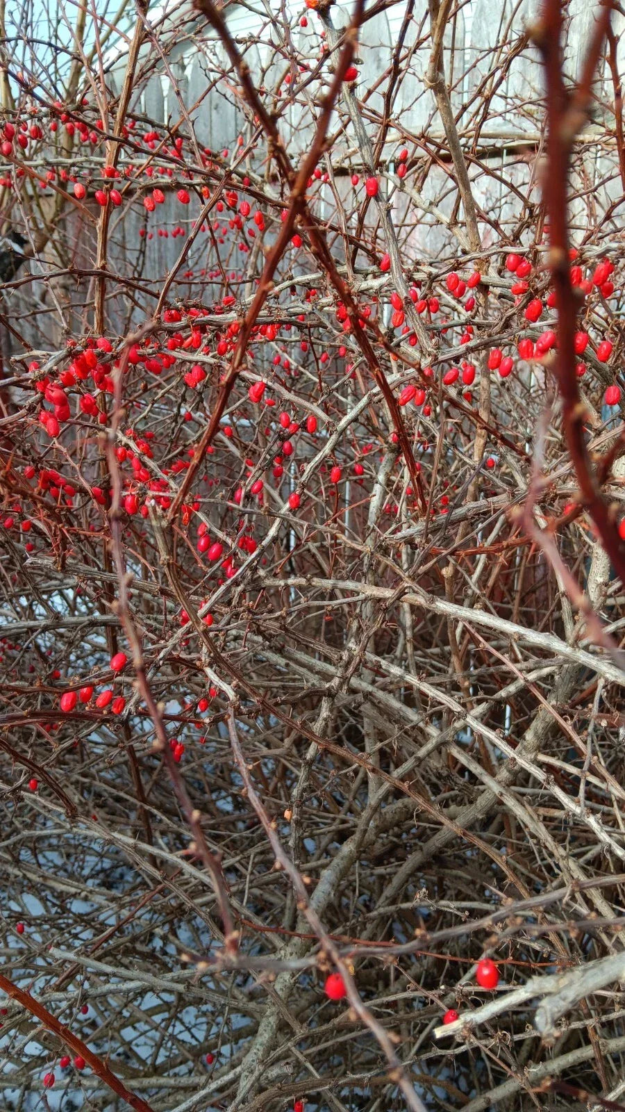 Japanese Barberry Bush Cuttings - 6 Organic Berberis thunbergii Edible Berry Plants for Garden, Hedge & Wildlife