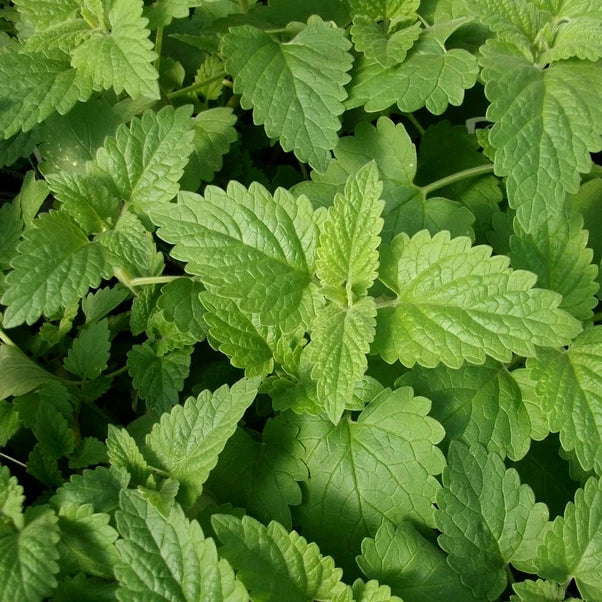 Catnip Seeds 2,000 Heirloom Non-GMO Nepeta cataria Herb Seeds for Indoor & Outdoor Gardens