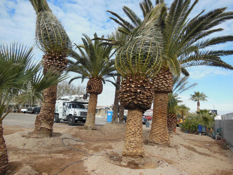 Canary Island Date Palm 1 Yr 13-15" Tall Phoenix Canariensis 2 Plants