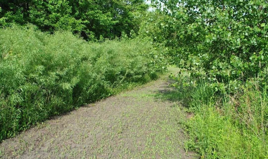 Austree Hybrid Willow Tree Cuttings - 100 Fast Growing Privacy Hedge Salix x sepulcralis