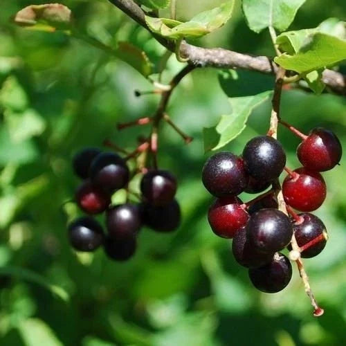 Black Cherry Tree Seeds 15+ Organic Heirloom Prunus serotina