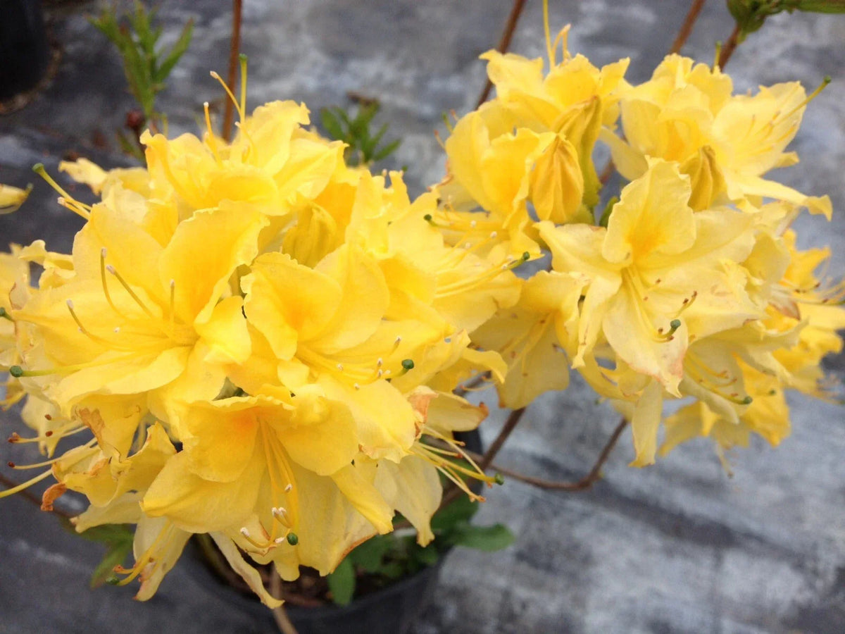 Aromi Azalea Starter Plant Lemon Lights Rhododendron Hybrid 4-inch pot, Yellow Fragrant Blooms, Low Maintenance, Drought Tolerant