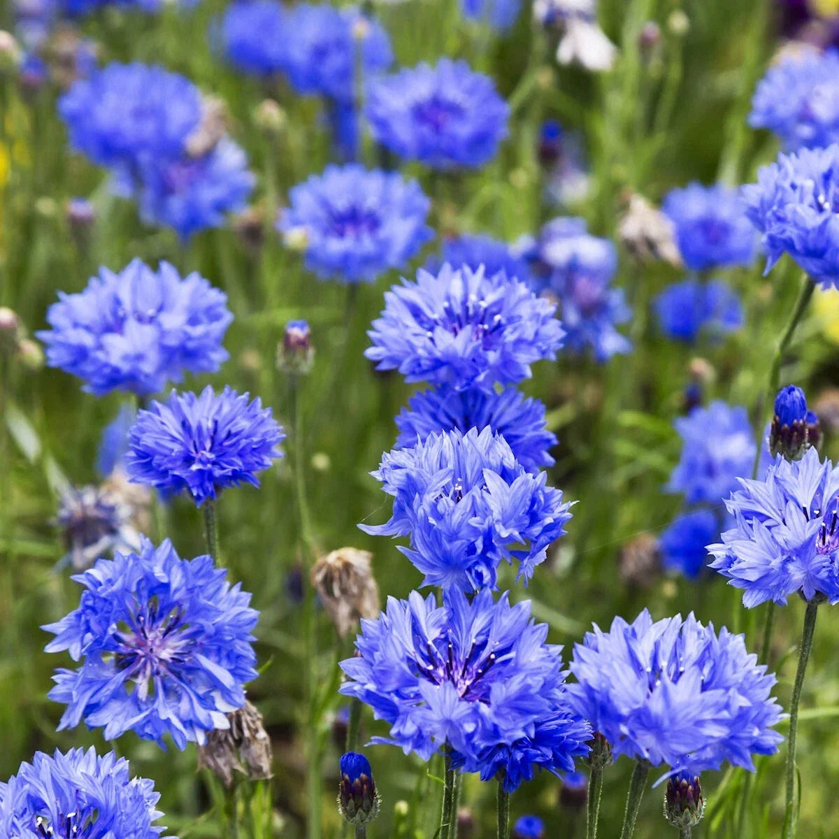 Blue Bachelor Button Cornflower Seeds - 1 Lb Wildflower Seeds for Gardens, Attract Pollinators, Non-GMO, Centaurea cyanus