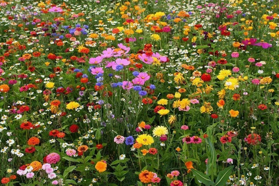 Deer Resistant Wildflower Seed Mix 1 OZ, Native Pollinator-Friendly, Eco-Friendly, 13 Species, Low Maintenance, Full Sun to Partial Shade