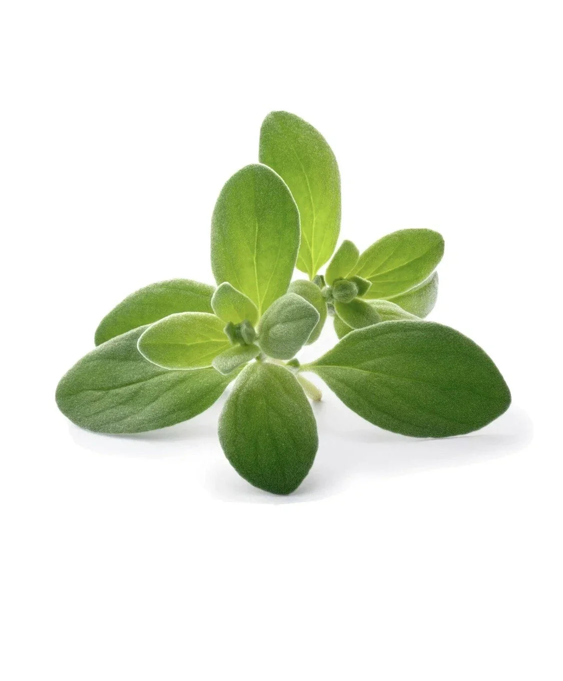 Sweet Marjoram Seeds - 100 Pack, Edible Culinary Herb, Origanum Majorana, Aromatic Medicinal Herb, Compact Growth