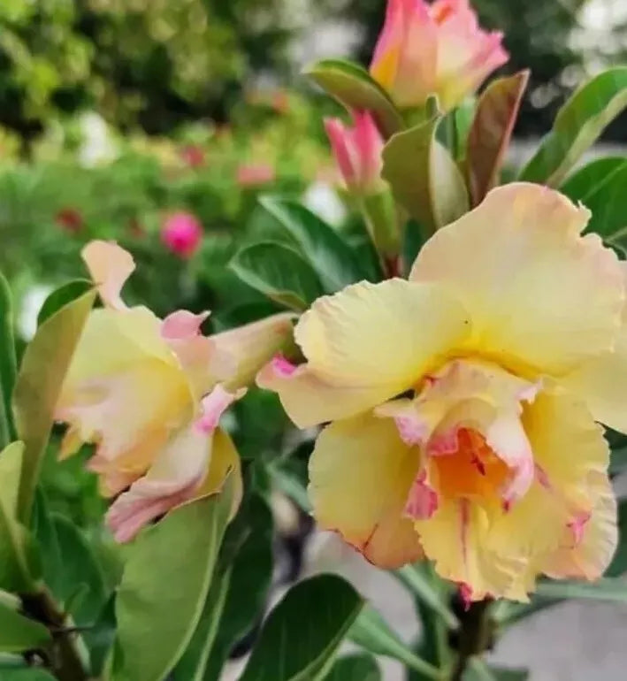 Desert Rose Plant - Gallon Pot, Yellow with Pink Shades, Adenium obesum, Succulent Flowering Indoor Outdoor