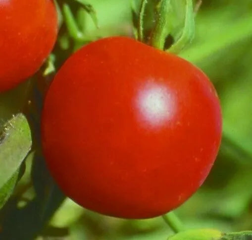 Siberian Tomato Seeds 50+ Pack, Determinate Cool Season Vegetable, Solanum lycopersicum, Juicy Red Tomatoes for Garden