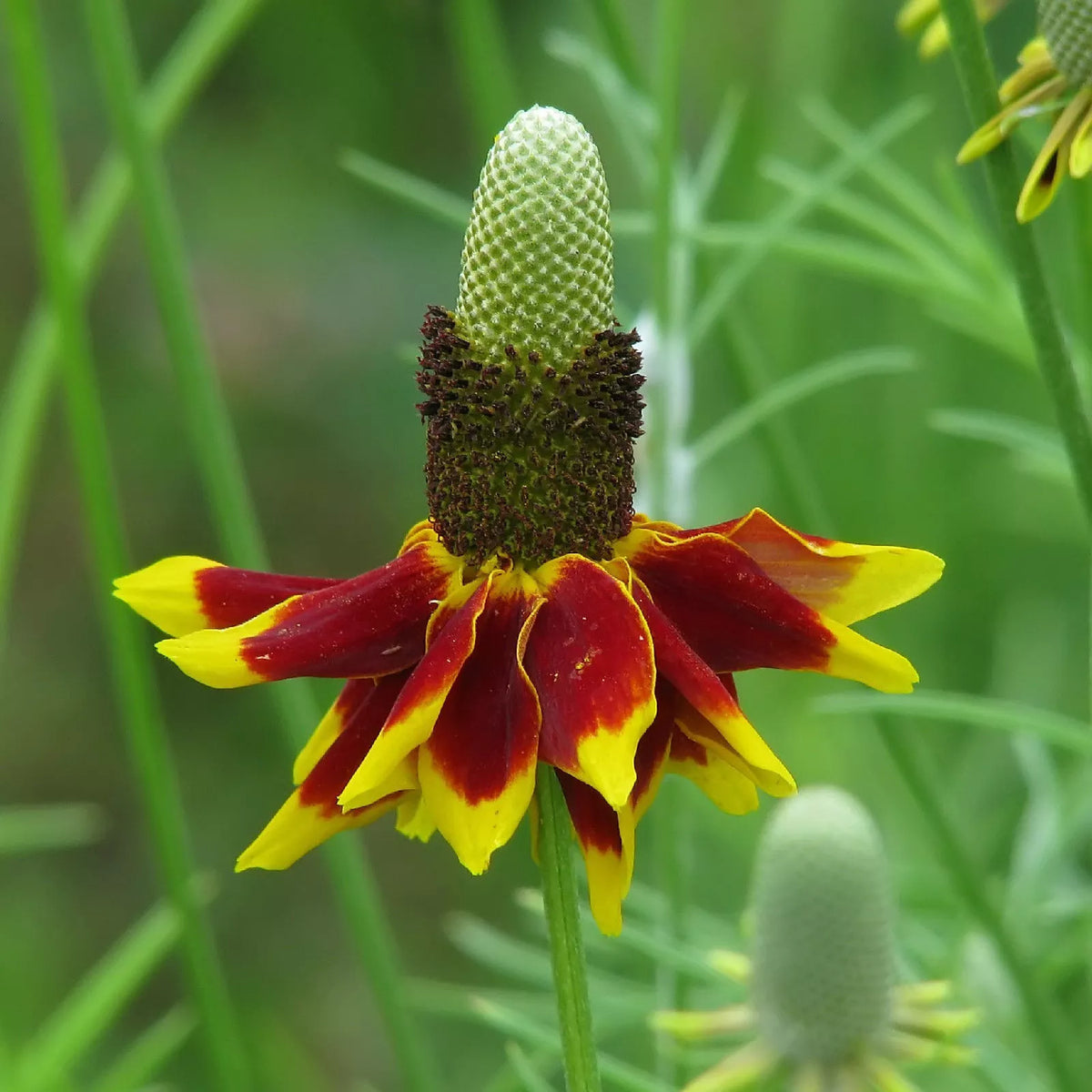 Mexican Hat Seeds - 400 Count - Ratibida columnifera - Perennial Flower for Gardens & Cut Arrangements