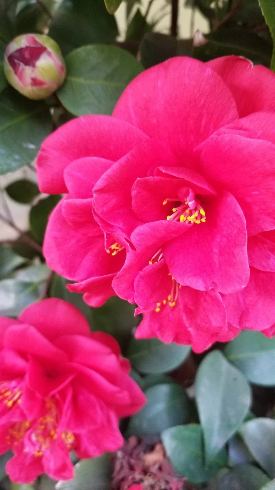 Large Red Camellia Cuttings - Eight Stems, Prolific Bloomer, Camellia japonica for Garden & Floral Arrangements